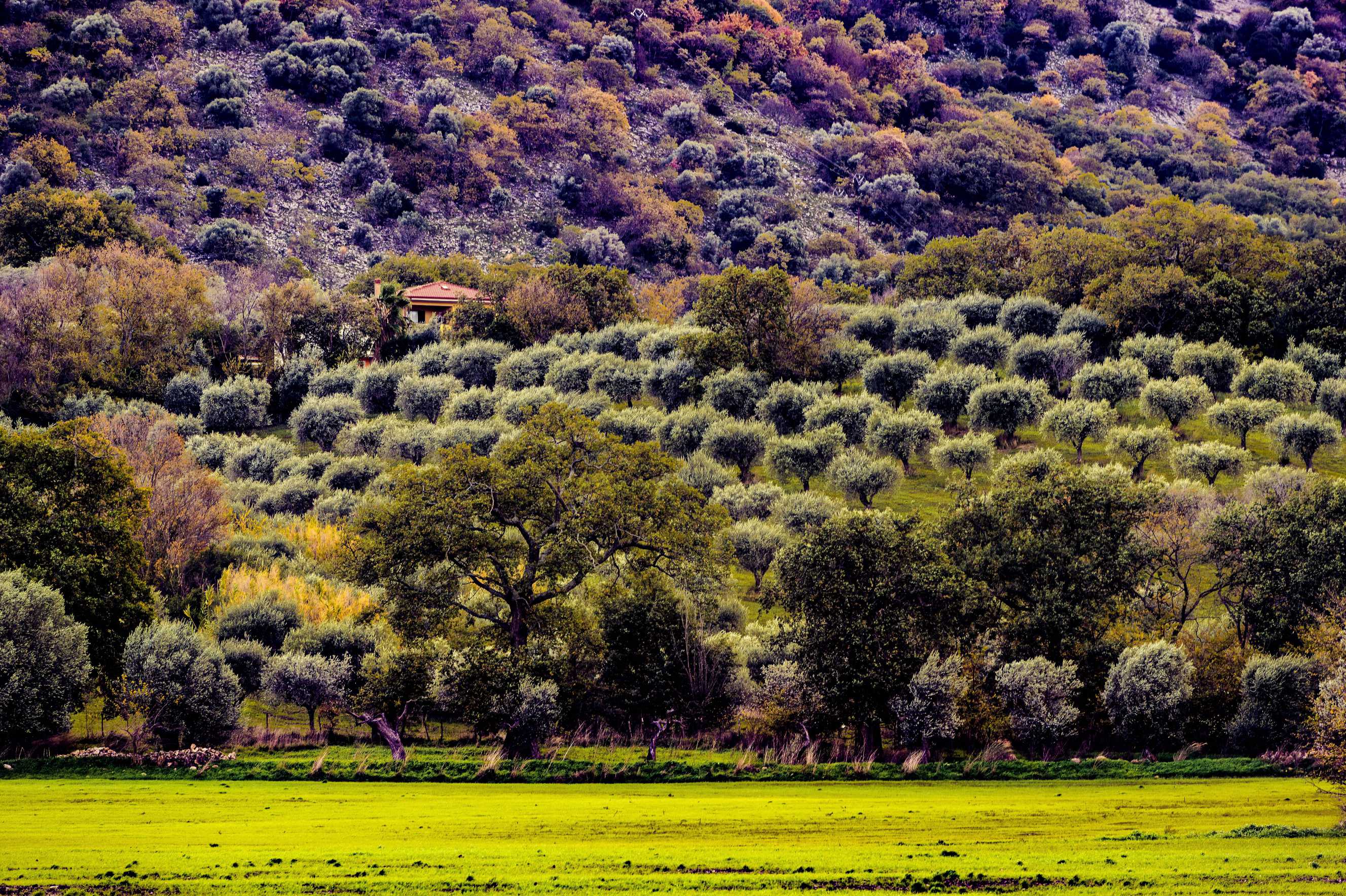 Da oltre 30 anni solo olio di qualità