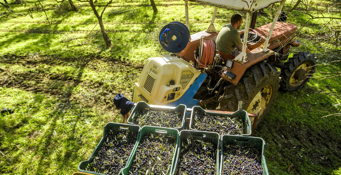 Da oltre 30 anni solo olio di qualità